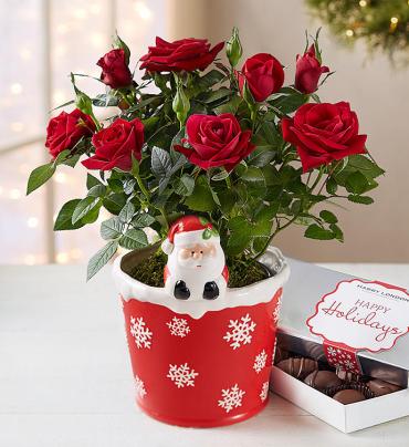 The Magic of Christmas Red Rose