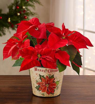 Holiday Traditions Poinsettia